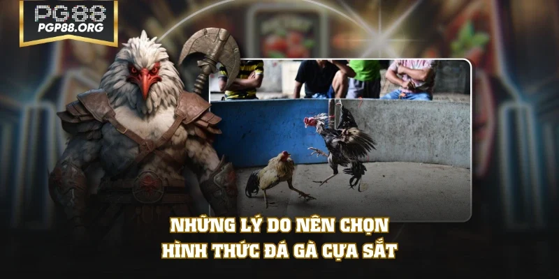 Những lý do nên chọn hình thức đá gà cựa sắt